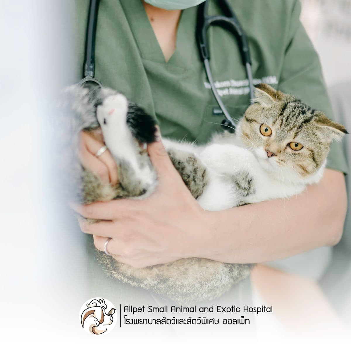 โรงพยาบาลสัตว์และสัตว์พิเศษออลเพ็ท