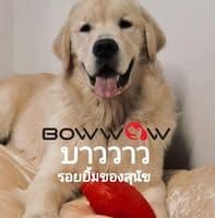 BowWow Center