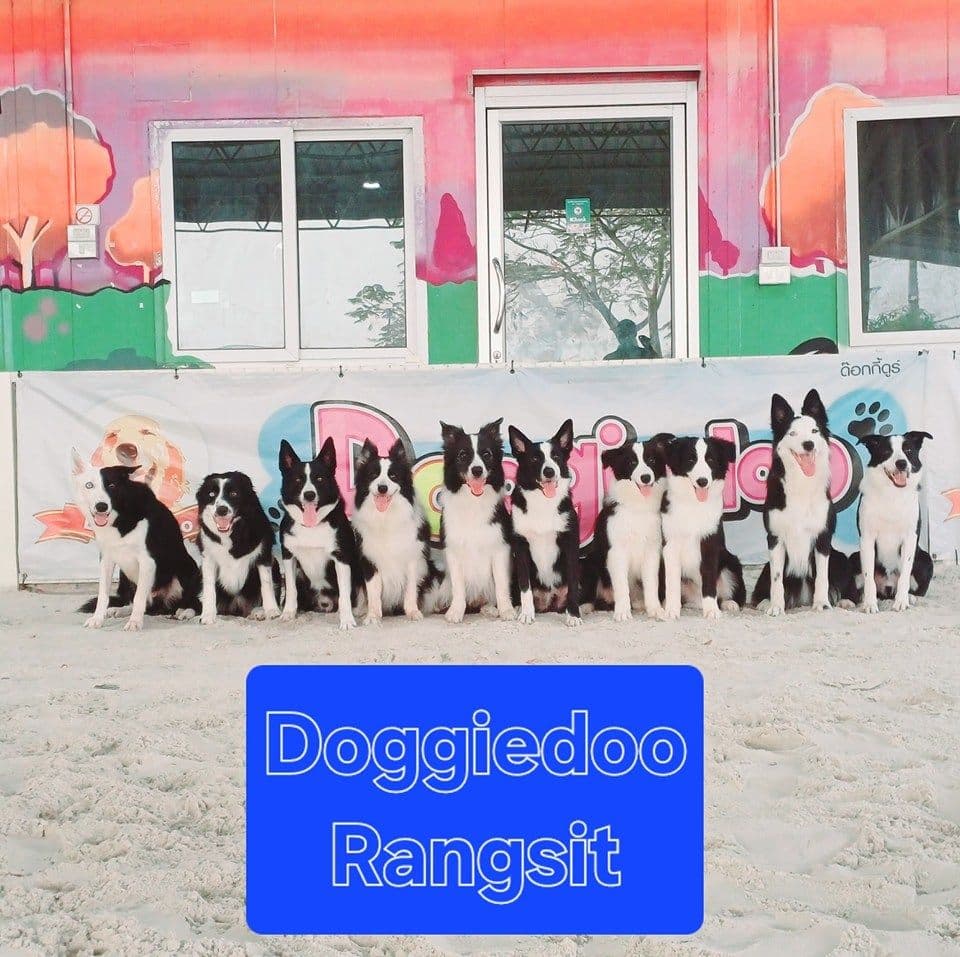 Doggie Doo-Rangsit