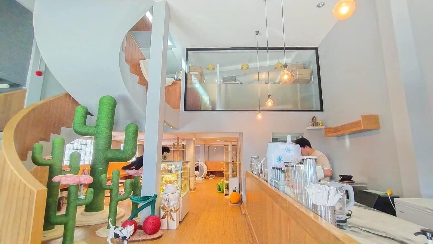 Catnip House Cat Café