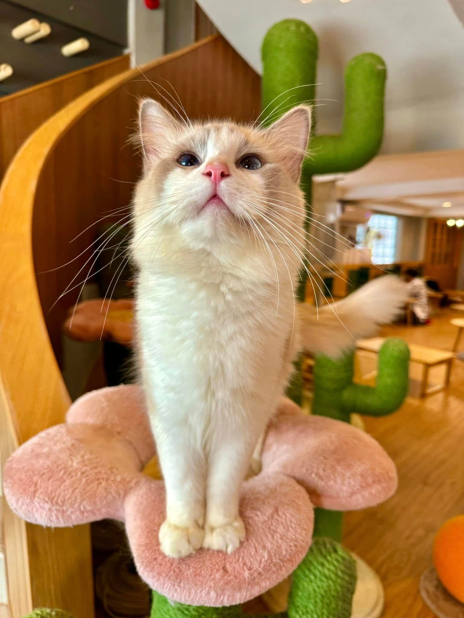 Catnip House Cat Café image 3