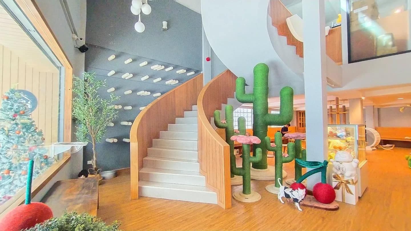 Catnip House Cat Café image 2