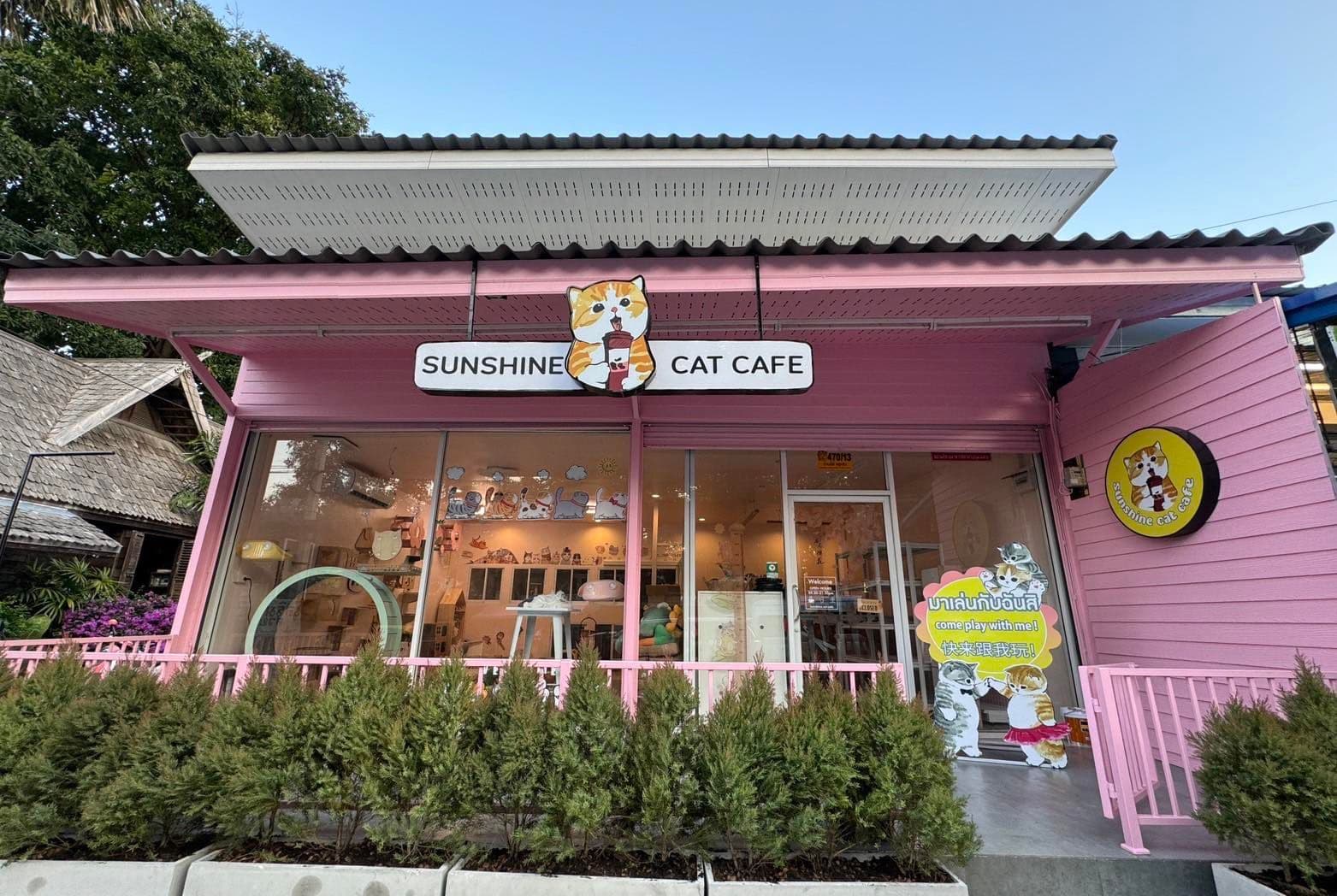 Sunshine cat cafe image 2