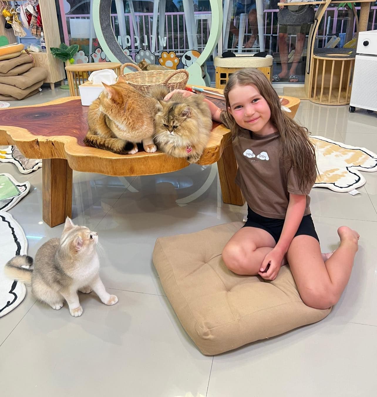 Sunshine cat cafe image 3