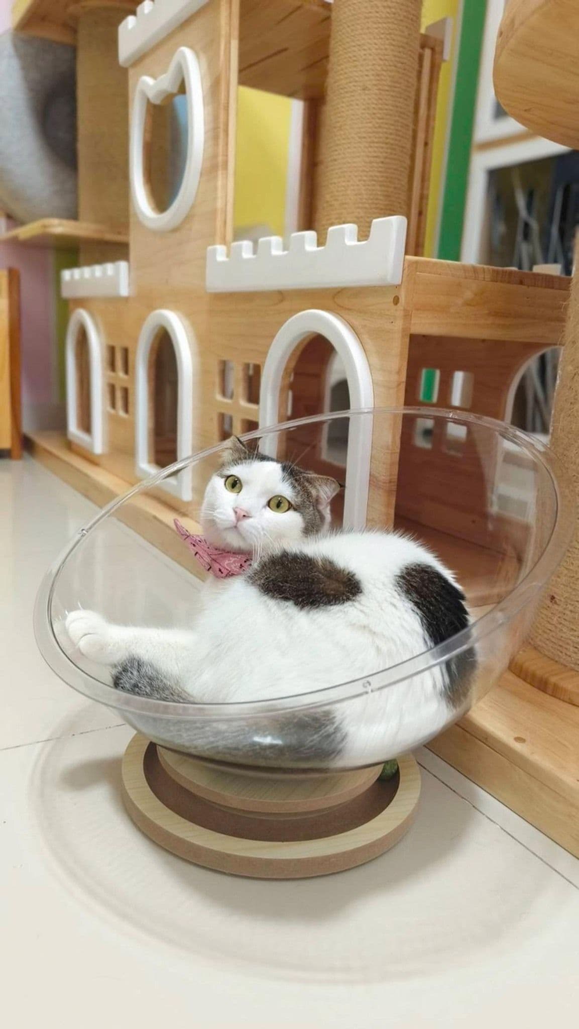 โรงแรมแมว Meow cattery pattaya image 2