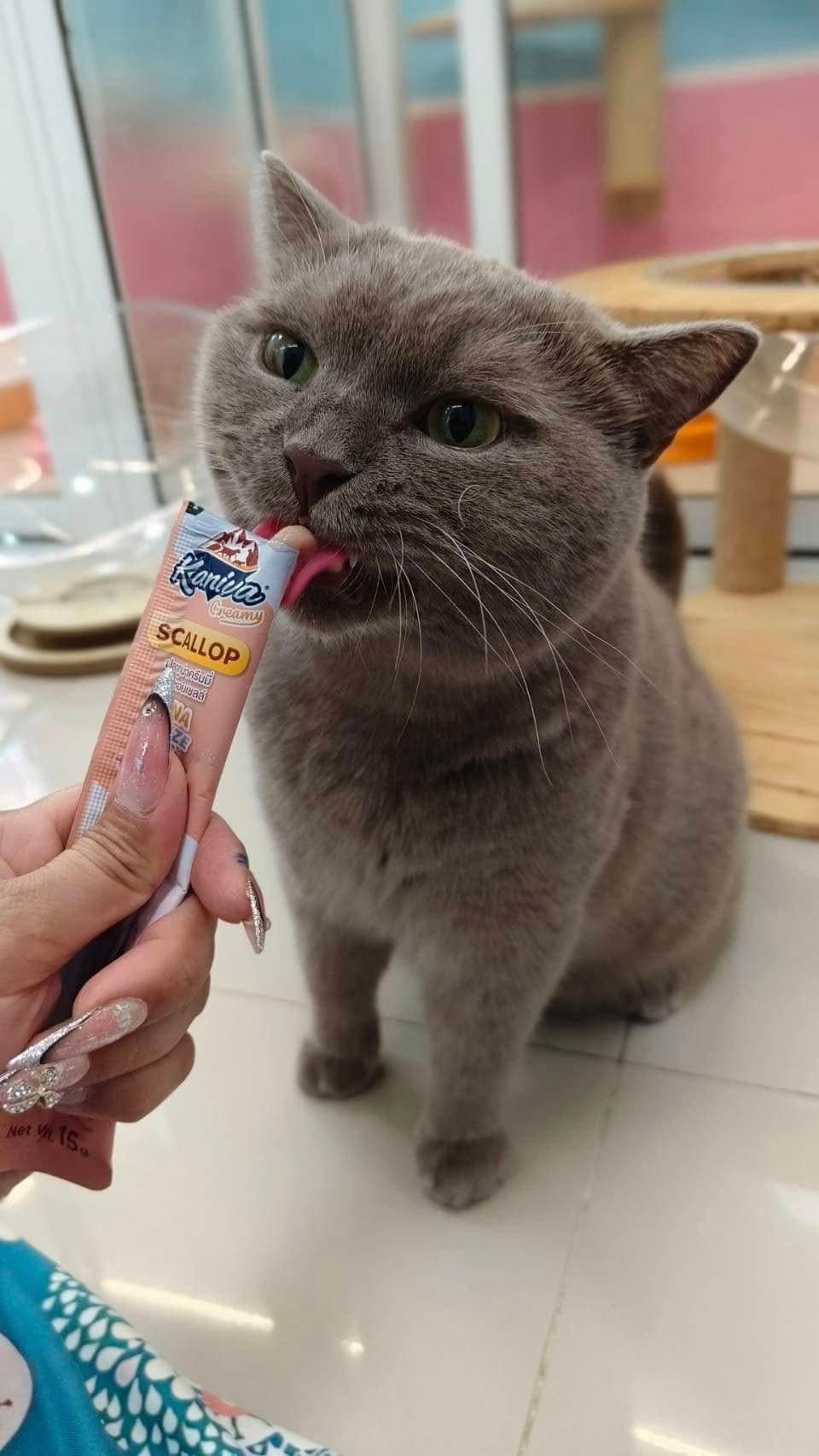 โรงแรมแมว Meow cattery pattaya image 3