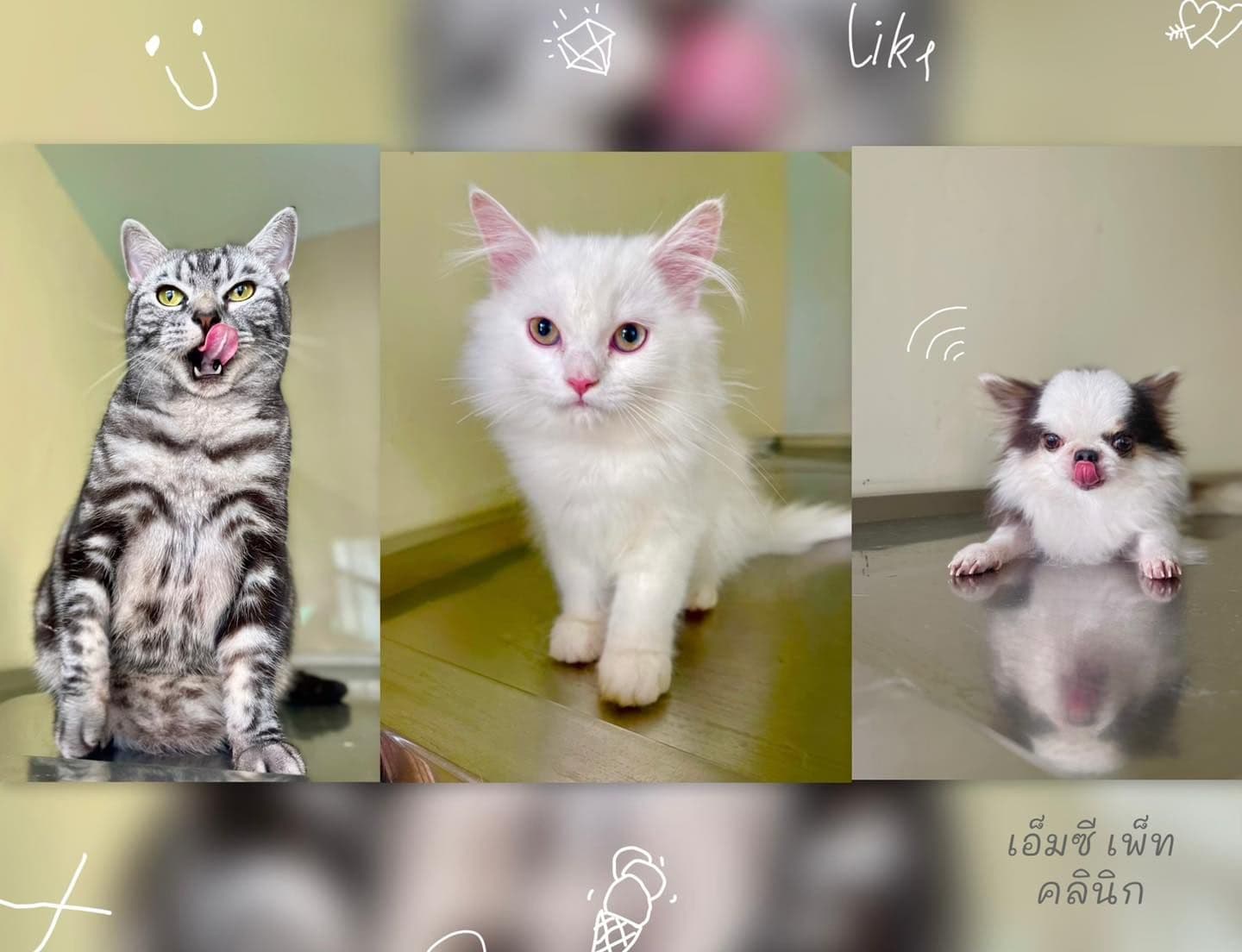 เอ็มซี เพ็ท คลินิก image 3