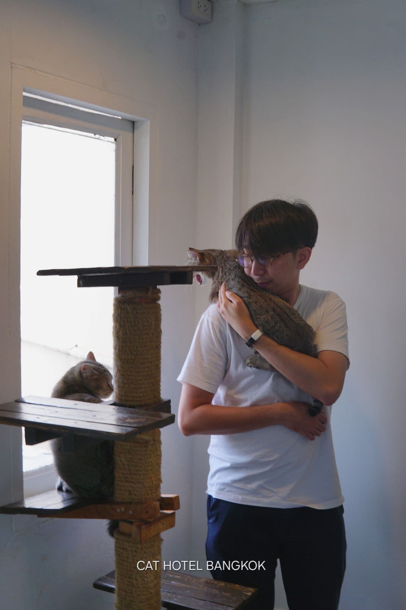 Cat hotel Bangkok image 3