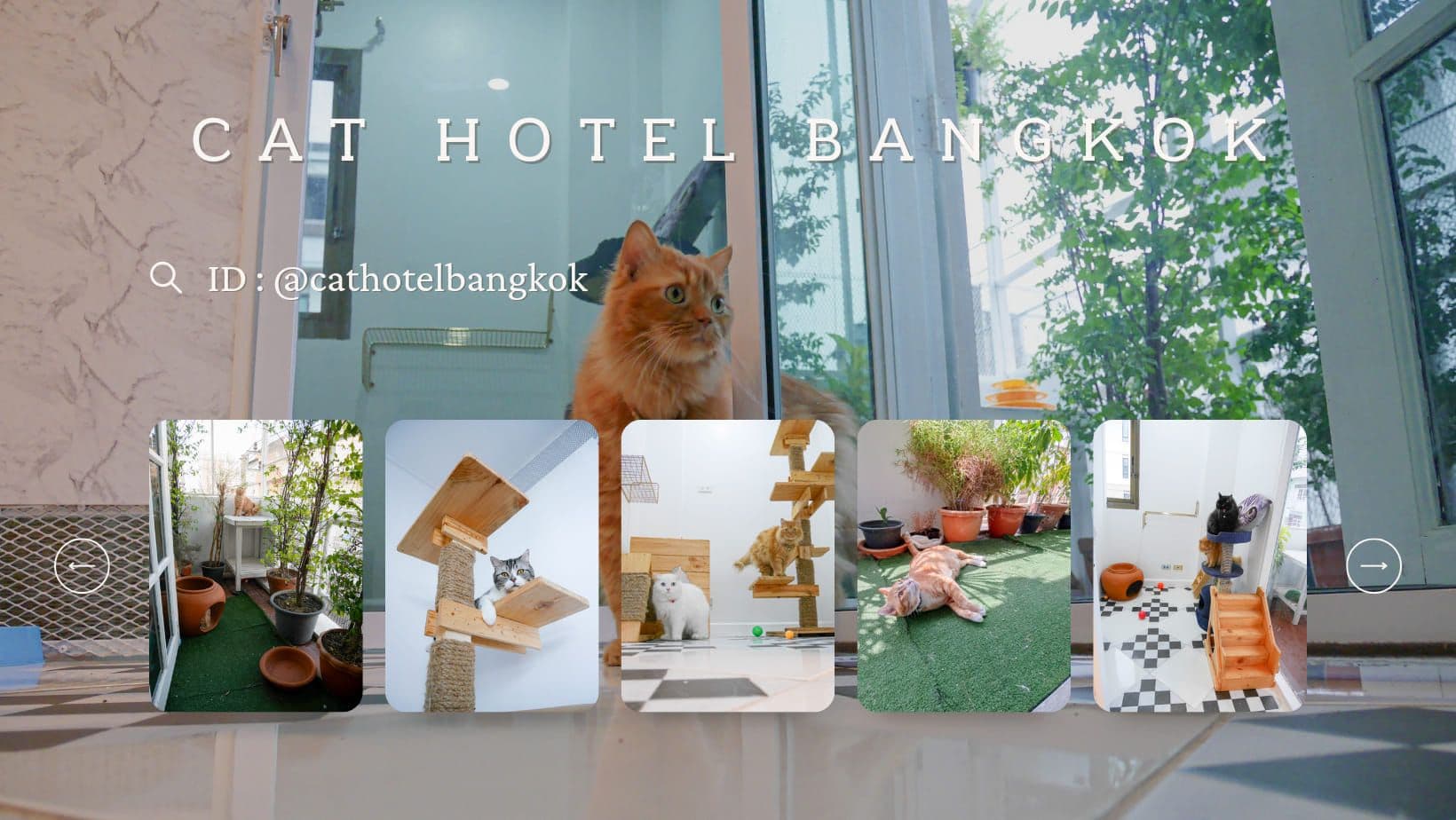 Cat hotel Bangkok image 2