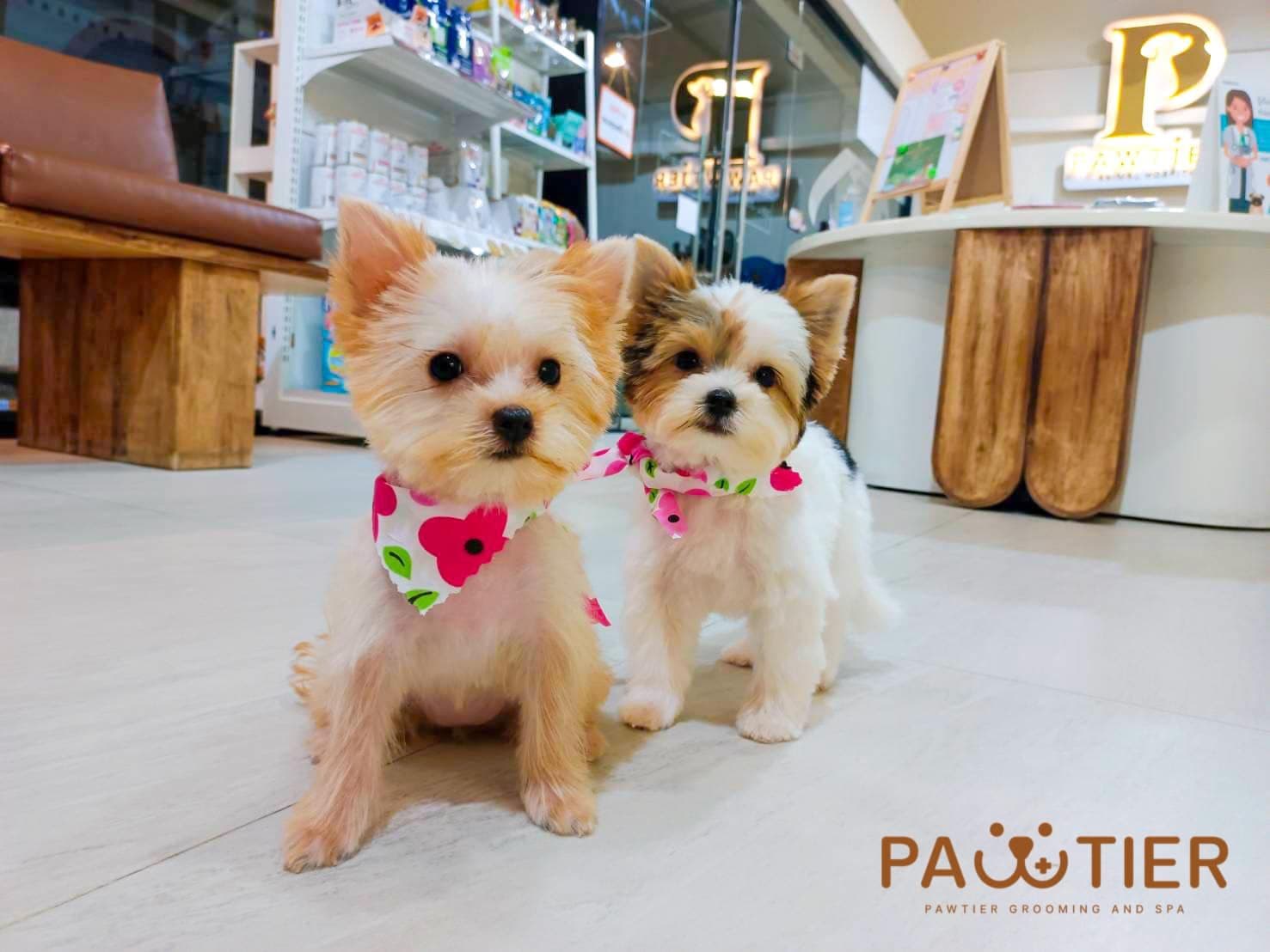 Pawtier Animal Hospital