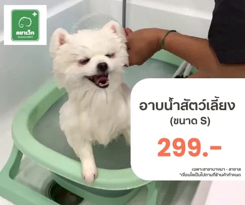 บริการอาบน้ำสัตว์เลี้ยง (ขนาด S) พร้อมตรวจสุขภาพเบื้องต้นกับคชาเว็ท
