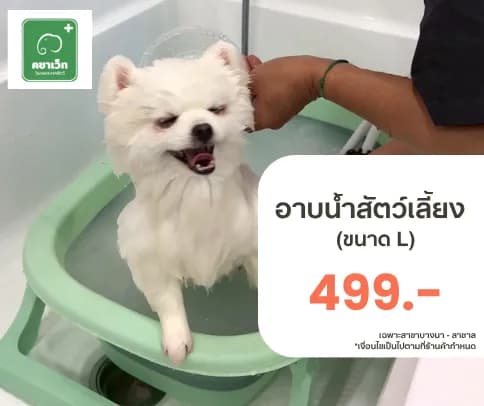 บริการอาบน้ำสัตว์เลี้ยง (ขนาด L) พร้อมตรวจสุขภาพเบื้องต้นกับคชาเว็ท