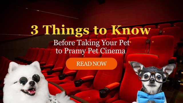 ✨ 3 Things to Know Before Taking Your Pet to Pramy Pet Cinema @ Central Westville ✨